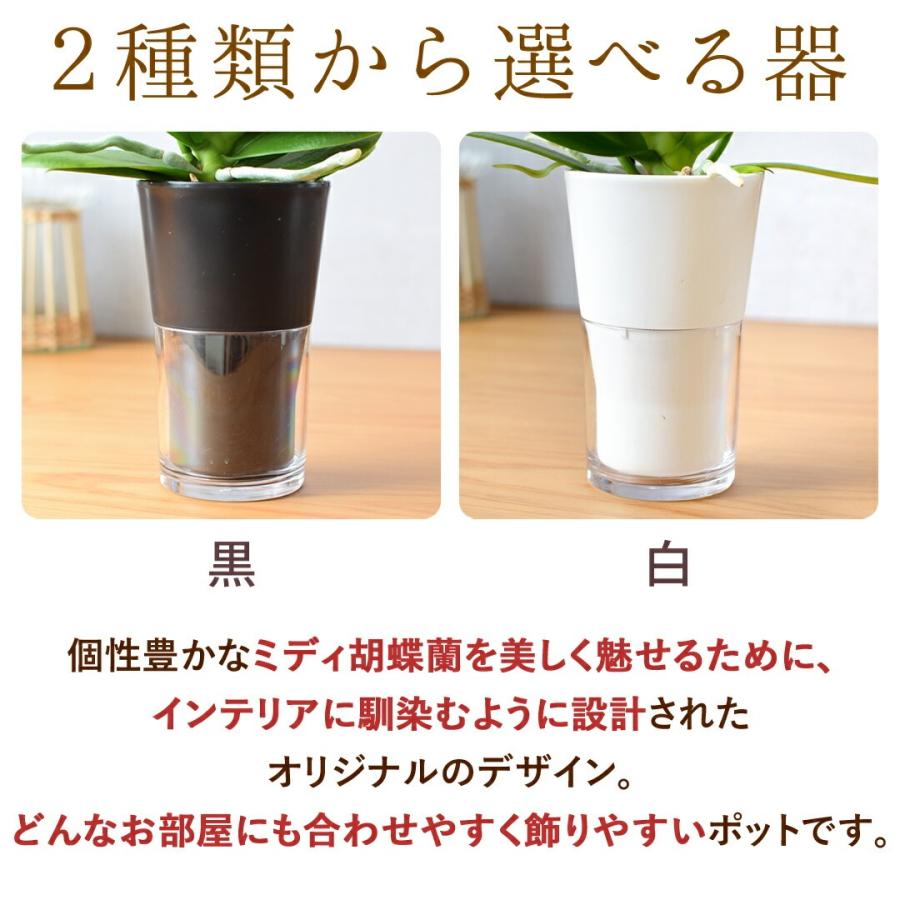 フラワーマーケット花由 産地直送 椎名洋ラン園さんの お手入れ簡単