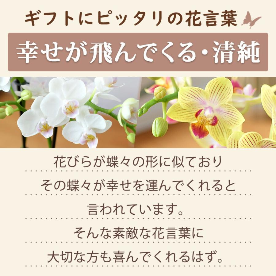 フラワーマーケット花由 産地直送 椎名洋ラン園さんの お手入れ簡単