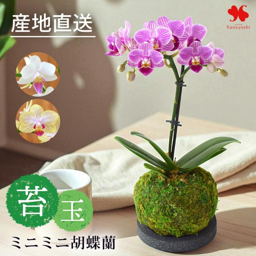 フラワーマーケット花由 産地直送 椎名洋ラン園さんの ミディ胡蝶蘭
