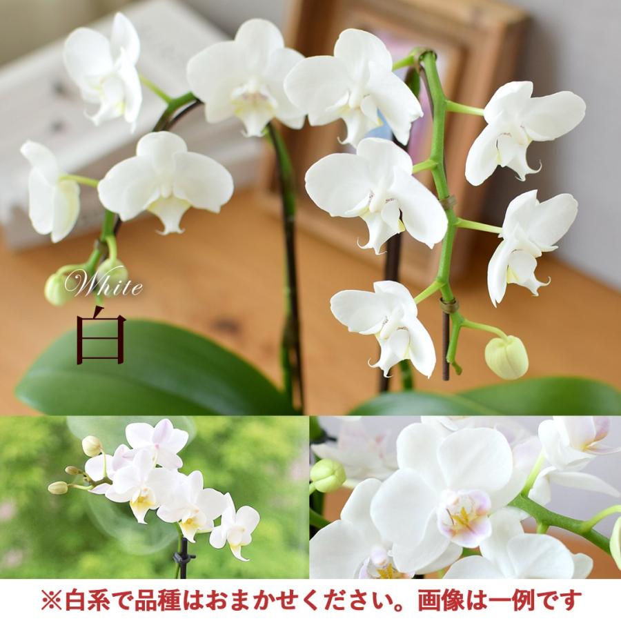 フラワーマーケット花由 産地直送 椎名洋ラン園さんの アイビー寄せ