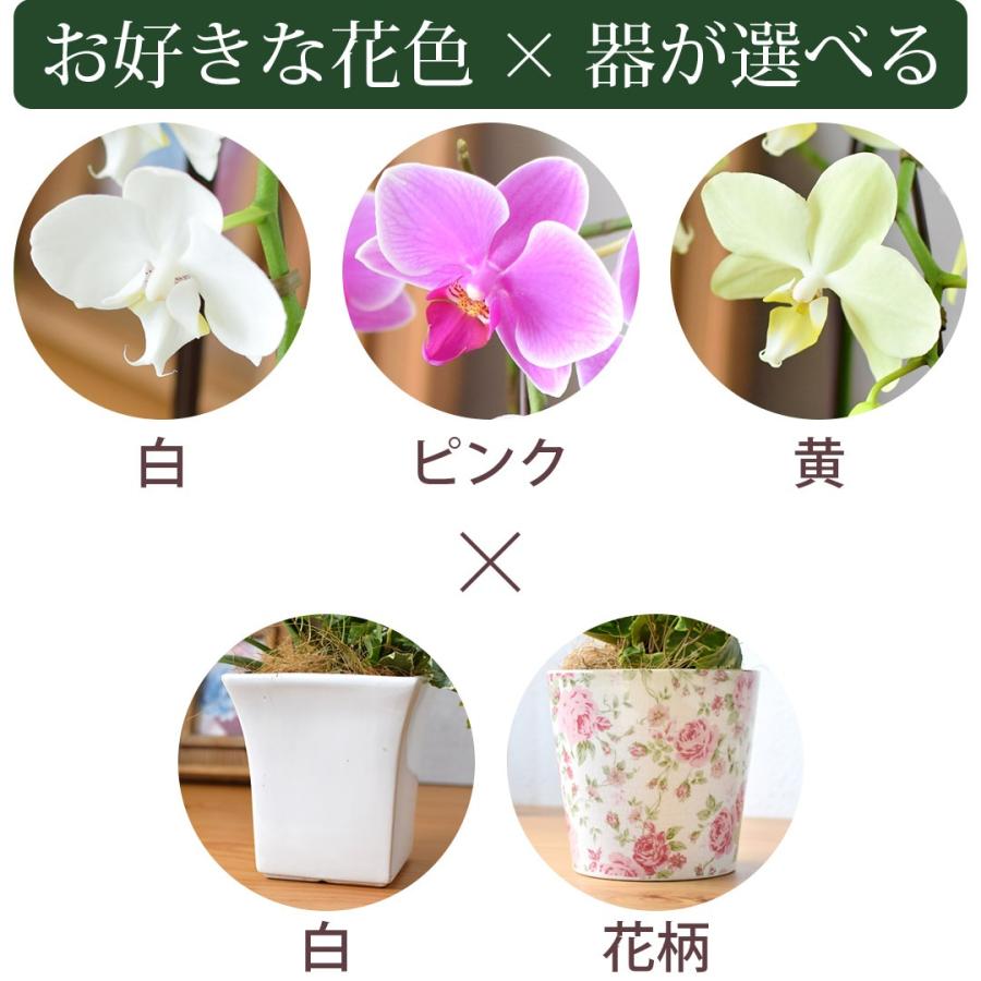 フラワーマーケット花由 産地直送 椎名洋ラン園さんの アイビー寄せ