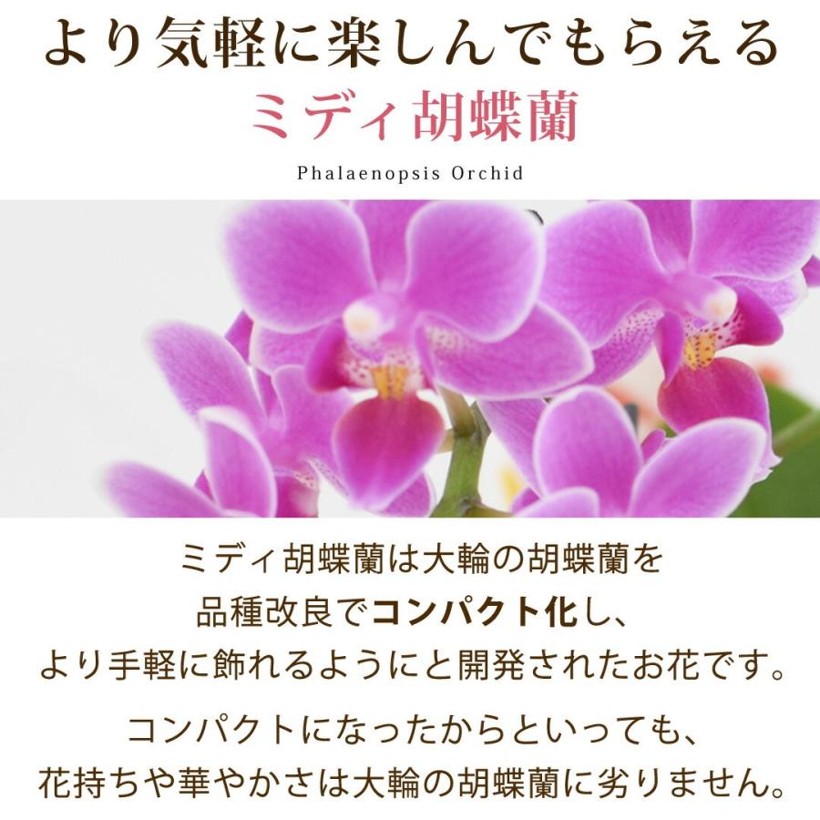 紫と白のランとアイビーの鉢花 フラワーマーケット花由 産地直送 椎名洋ラン園さんの アイビー寄せ