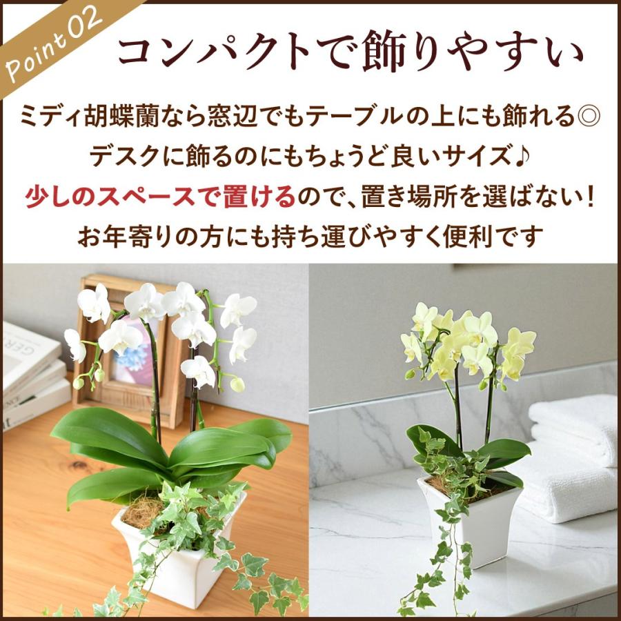 フラワーマーケット花由 産地直送 椎名洋ラン園さんの アイビー寄せ