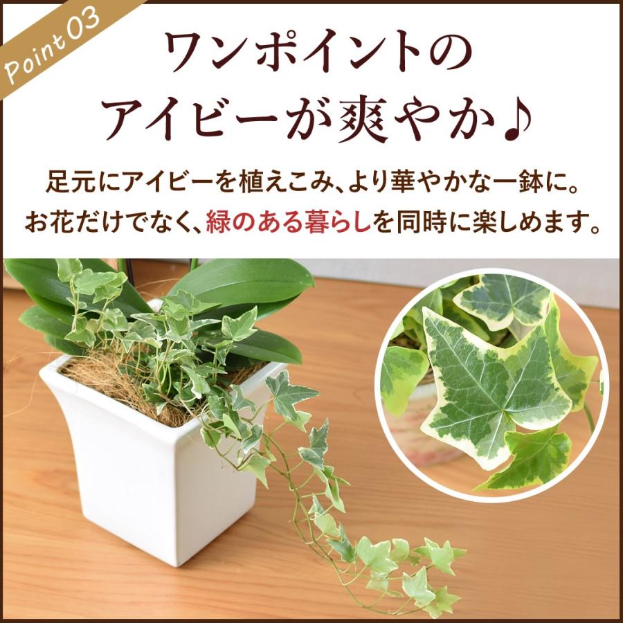 フラワーマーケット花由 産地直送 椎名洋ラン園さんの アイビー寄せ