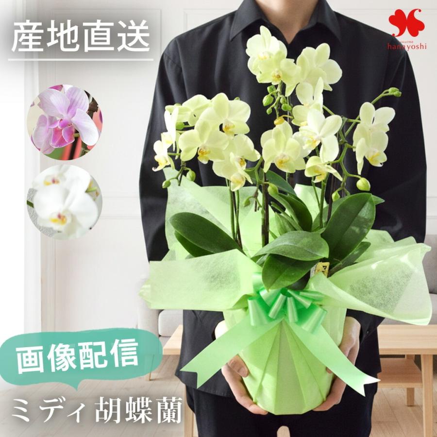 専用　胡蝶蘭　生花　花鉢 フラワーマーケット花由 産地直送 椎名洋ラン園さんの 贈答用 ミディ
