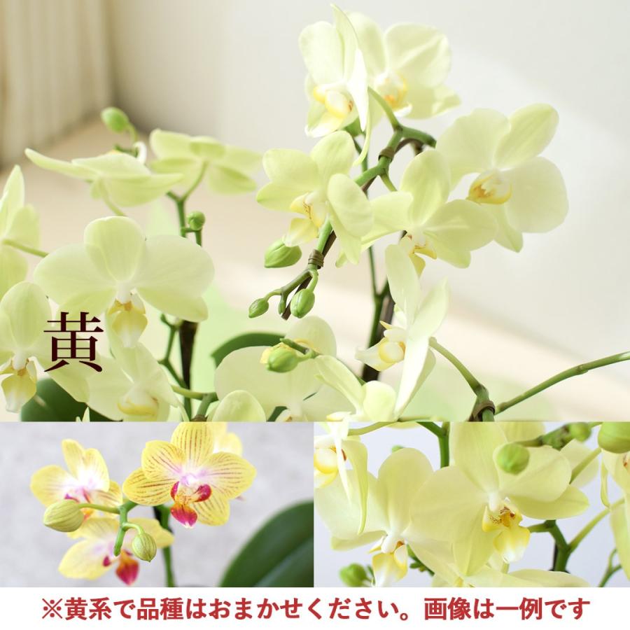 フラワーマーケット花由 産地直送 椎名洋ラン園さんの 贈答用 ミディ