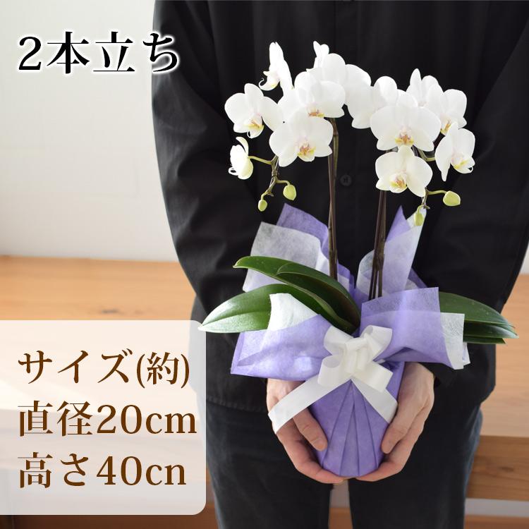フラワーマーケット花由 産地直送 椎名洋ラン園さんの 贈答用 ミディ