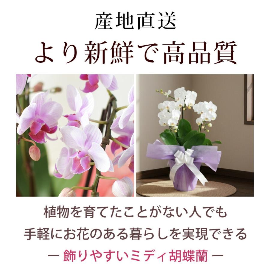 フラワーマーケット花由 産地直送 椎名洋ラン園さんの 贈答用 ミディ