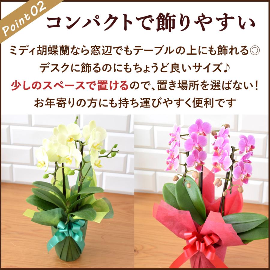 フラワーマーケット花由 産地直送 椎名洋ラン園さんの 贈答用 ミディ
