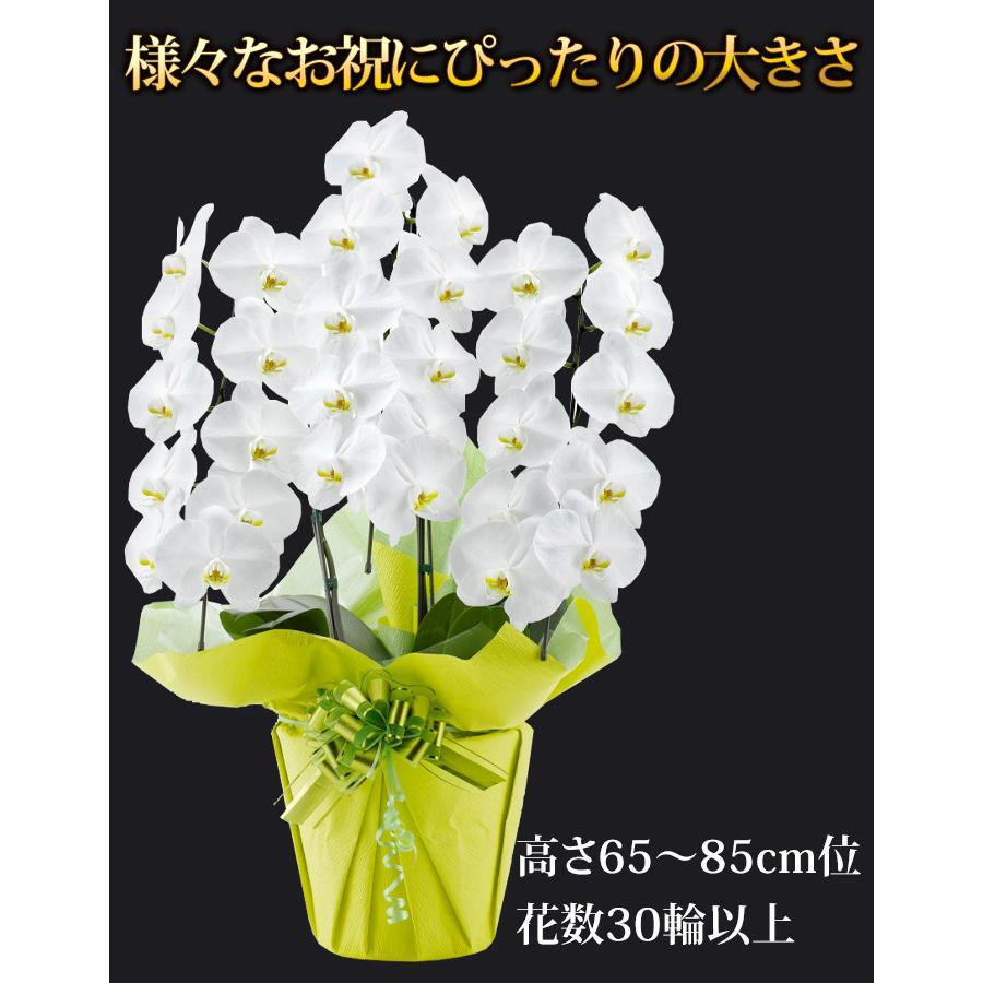 産地直送！ リーフさんの 胡蝶蘭 コチョウラン 洋蘭＜大輪・３本立ち＞30輪以上 胡蝶蘭 花【画像配信】 送料無料｜hanayoshi-y｜09