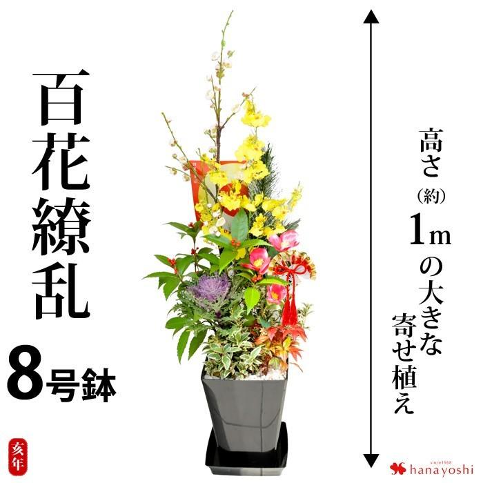 お正月 門松 正月飾り 玄関 高さ約１ｍの大迫力 寄せ植えアレンジ 百花繚乱 8号鉢 12 29 12 30にお届け フラワーマーケット花由 通販 Paypayモール