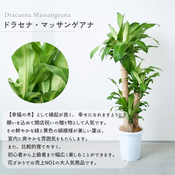 観葉植物　ユッカ　サボテン　モンステラ　パキラ　ドラセナ　インテリア　植物　植木 観葉植物 鉢と品種が選べる8号鉢 ドラセナ幸福の木／パキラ／ユッカ