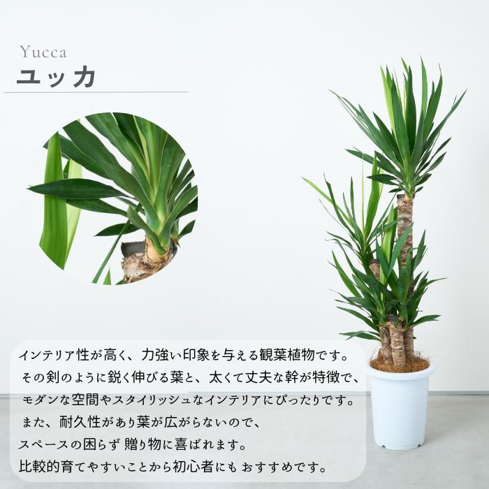 観葉植物　ユッカ　サボテン　モンステラ　パキラ　ドラセナ　インテリア　植物　植木 ドラセナ ユッカ 青年の木 大型 インテリアグリーン おしゃれ 人気