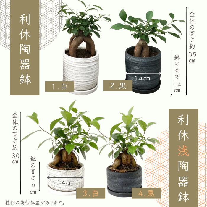 現品】ガジュマル 8号 黒鉢 （5） ガジュマル5号サイズ黒塗り陶器鉢 | 【