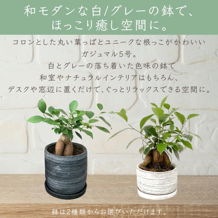 観葉植物 ガジュマル (多幸の木) 5号 白鉢 黒鉢 陶器鉢 おしゃれな鉢