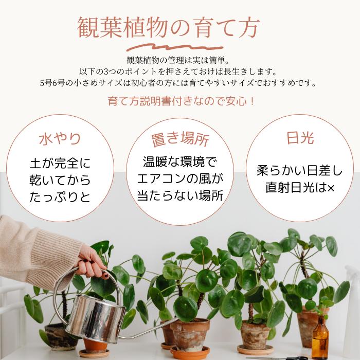 観葉植物 ガジュマル (多幸の木) 5号 白鉢 黒鉢 陶器鉢 おしゃれな鉢