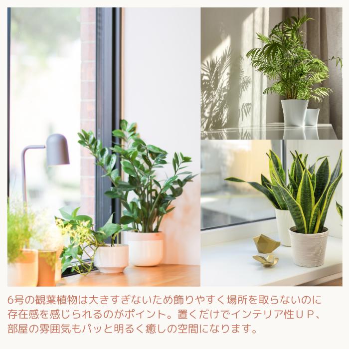 観葉植物 ガジュマル (多幸の木) 5号 白鉢 黒鉢 陶器鉢 おしゃれな鉢