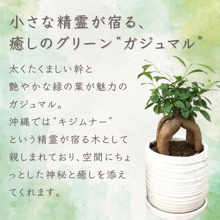 観葉植物 ガジュマル (多幸の木) 5号 白鉢 黒鉢 陶器鉢 おしゃれな鉢
