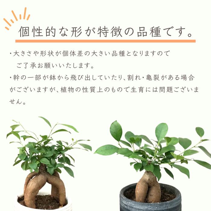 観葉植物 ガジュマル (多幸の木) 5号 白鉢 黒鉢 陶器鉢 おしゃれな鉢