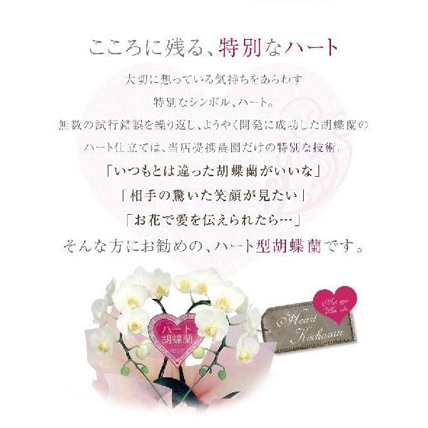 ハート胡蝶蘭 シングル 白orピンク / ミニ胡蝶蘭 ミディ 開店 誕生日 プレゼント ギフト  おしゃれ バレンタインの画像