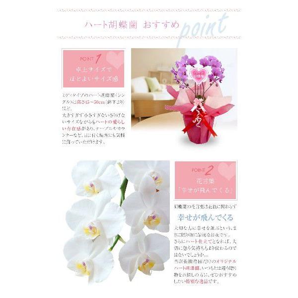 ハート胡蝶蘭 シングル 白orピンク / ミニ胡蝶蘭 ミディ 開店 誕生日 プレゼント ギフト  おしゃれ バレンタインの画像