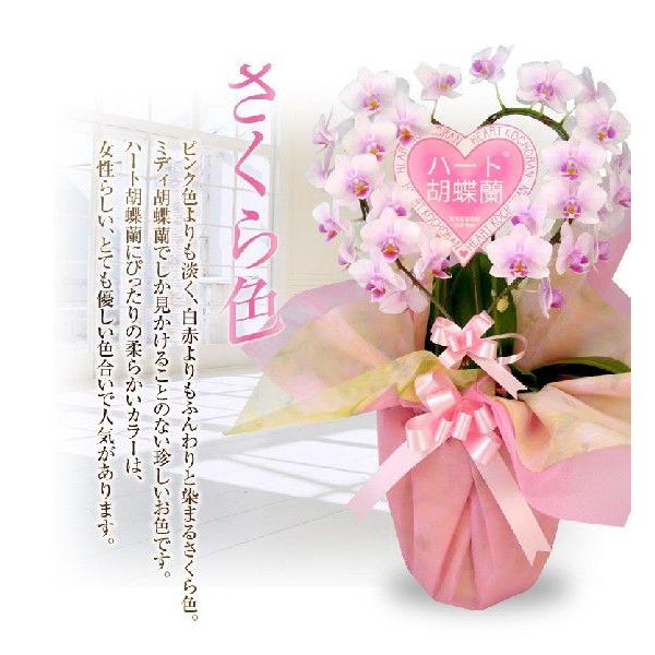ハート胡蝶蘭 シングル 白orピンク / ミニ胡蝶蘭 ミディ 開店 誕生日 プレゼント ギフト  おしゃれ バレンタインの画像