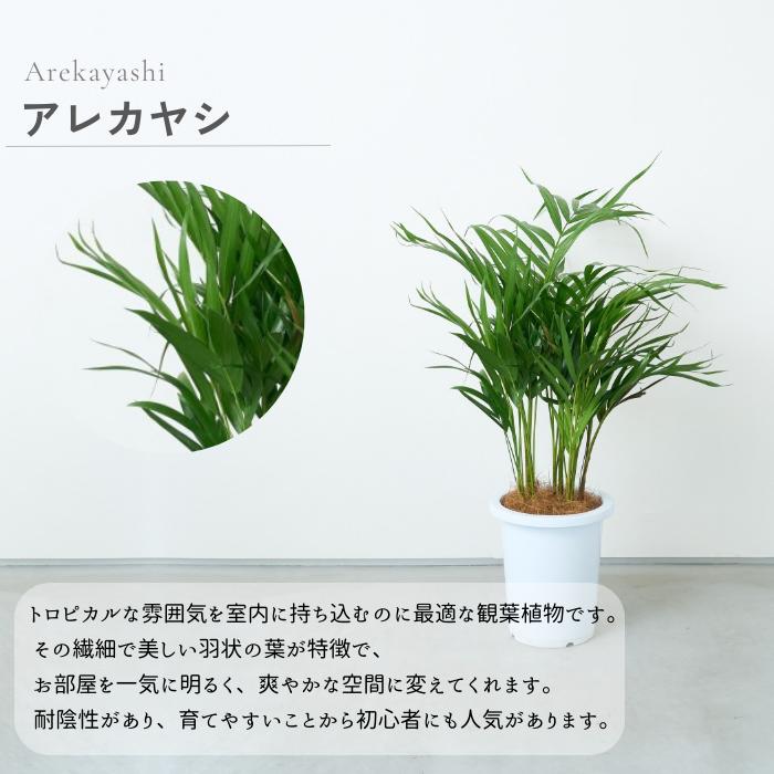スタンド付き鉢カバー 8号 選べる観葉植物 おしゃれな鉢カバー 植木鉢