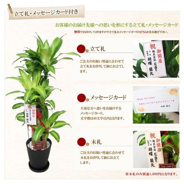 観葉植物 大型 ユッカ エレファンティペス 青年の木 8号 黒丸鉢 白丸鉢 受け皿付 約1cm 開店祝い 開業祝い 寒さに強い 各種お祝い ギフトに 即s12 Kanyo Yukka 8b 花盛り 通販 Yahoo ショッピング