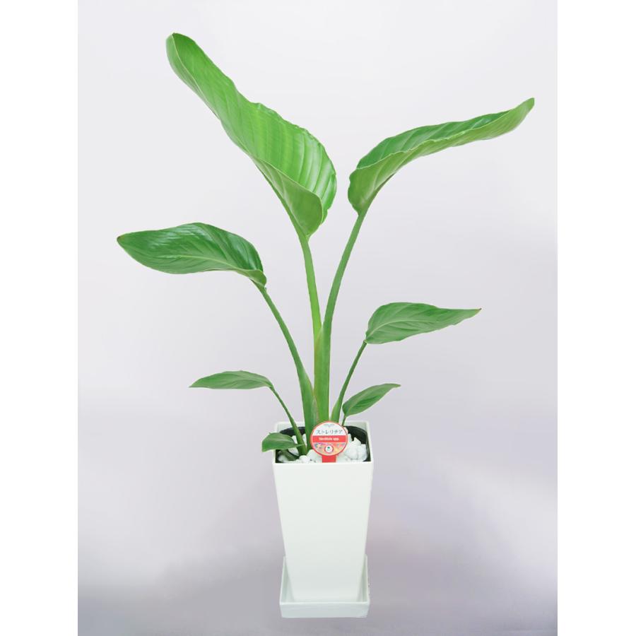 観葉植物 ストレリチアオーガスタ 6号 角プラスチック鉢 インテリア
