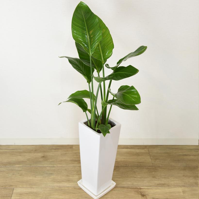 観葉植物 ストレリチアオーガスタ 6号 角プラスチック鉢 インテリア