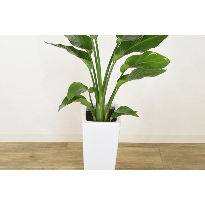 観葉植物 ストレリチアオーガスタ 6号 角プラスチック鉢 インテリア