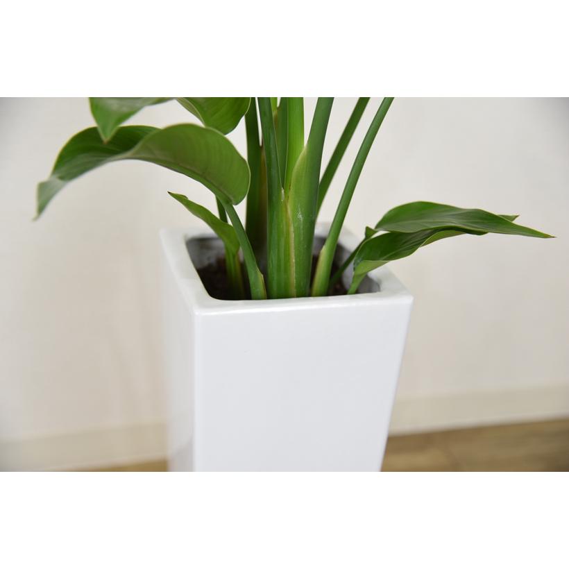 観葉植物 ストレリチアオーガスタ 6号 角プラスチック鉢 インテリア
