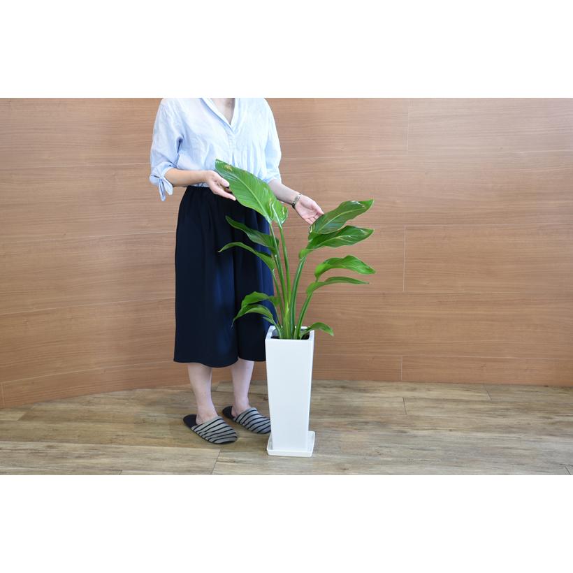観葉植物 ストレリチアオーガスタ 6号 角プラスチック鉢 インテリア