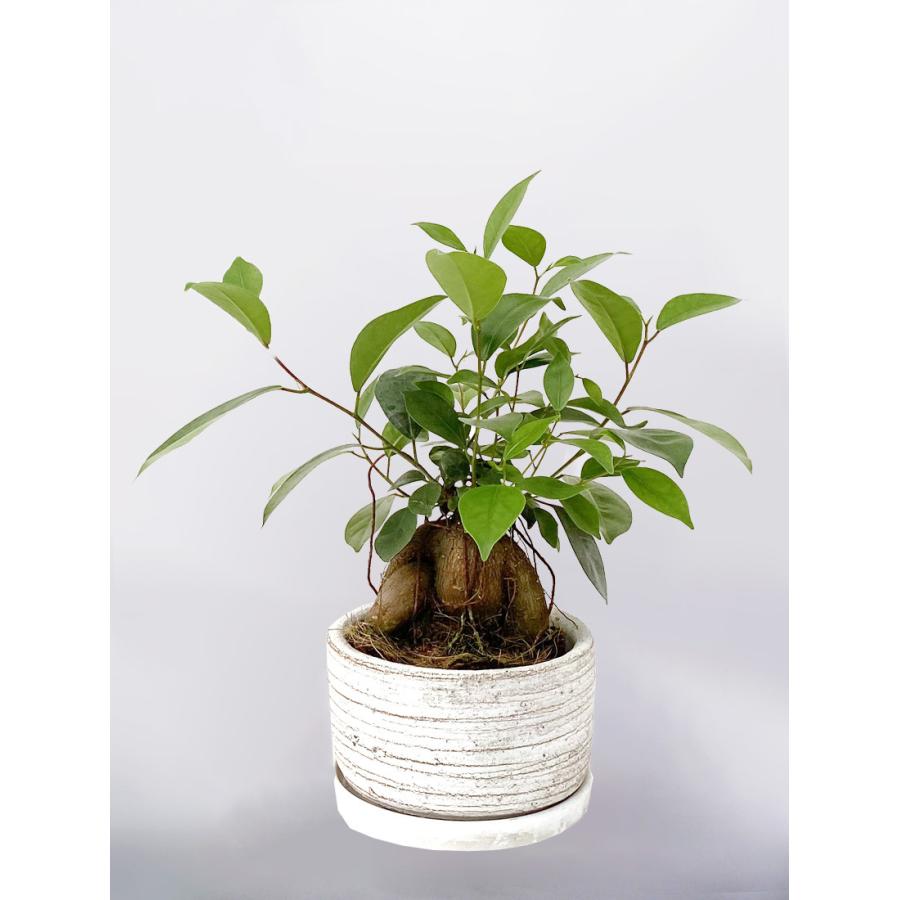 観葉植物 ガジュマル 5号 利休浅陶器鉢 白鉢 黒鉢 多幸の木 インテリア