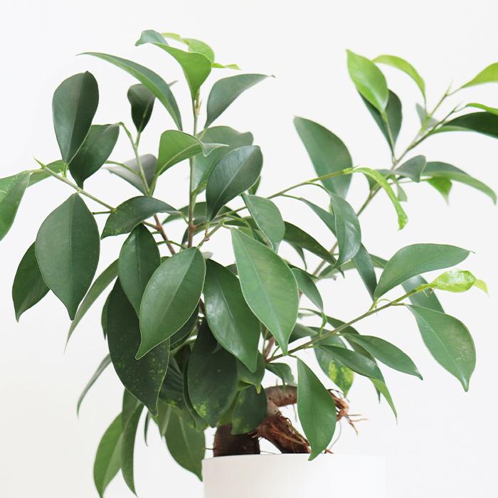 観葉植物 ガジュマル 5号 利休浅陶器鉢 白鉢 黒鉢 多幸の木 インテリア