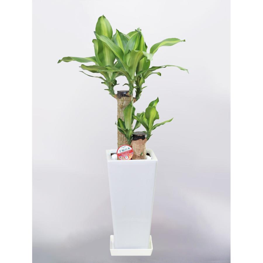 タイムセール 観葉植物 ドラセナ マッサンゲアナ 幸福の木 6号 角高陶器鉢 Wantannas Go Id