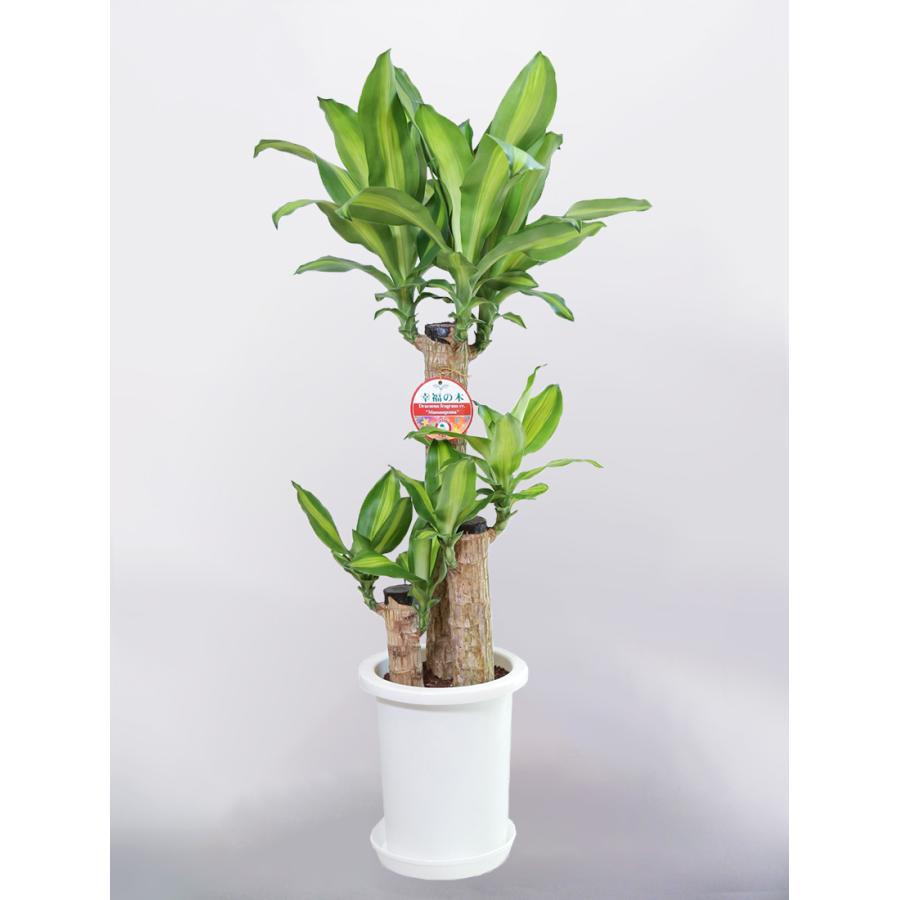 Sale 90 Off 観葉植物 ドラセナ マッサンゲアナ 幸福の木 7号 丸プラスチック鉢 Wantannas Go Id