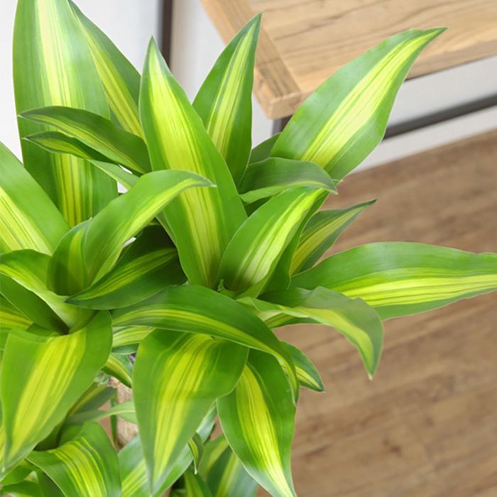 観葉植物 ドラセナマッサンゲアナ 幸福の木 丸プラスチック鉢（鉢カバー） 8号 引越 新築 開店 ギフト おしゃれ バレンタイン_1