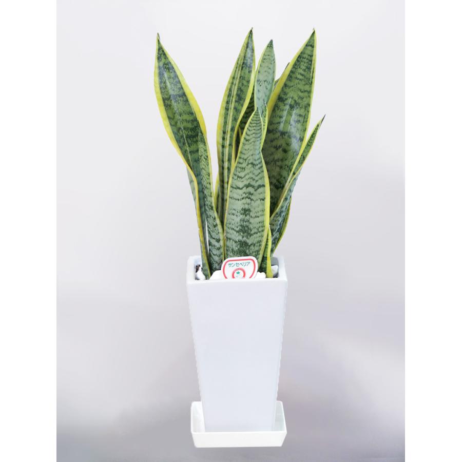 観葉植物 サンセベリア サンスベリア 5号 角陶器鉢 インテリア