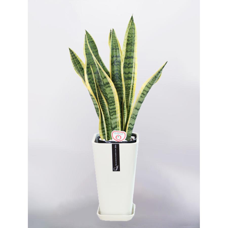 観葉植物 サンセベリア サンスベリア 6号 カラーポット インテリア