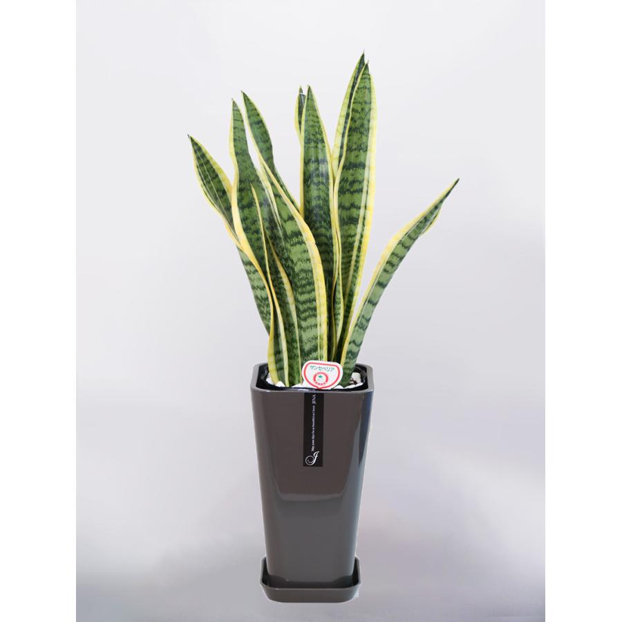 観葉植物 サンセベリア サンスベリア 6号 カラーポット インテリア 