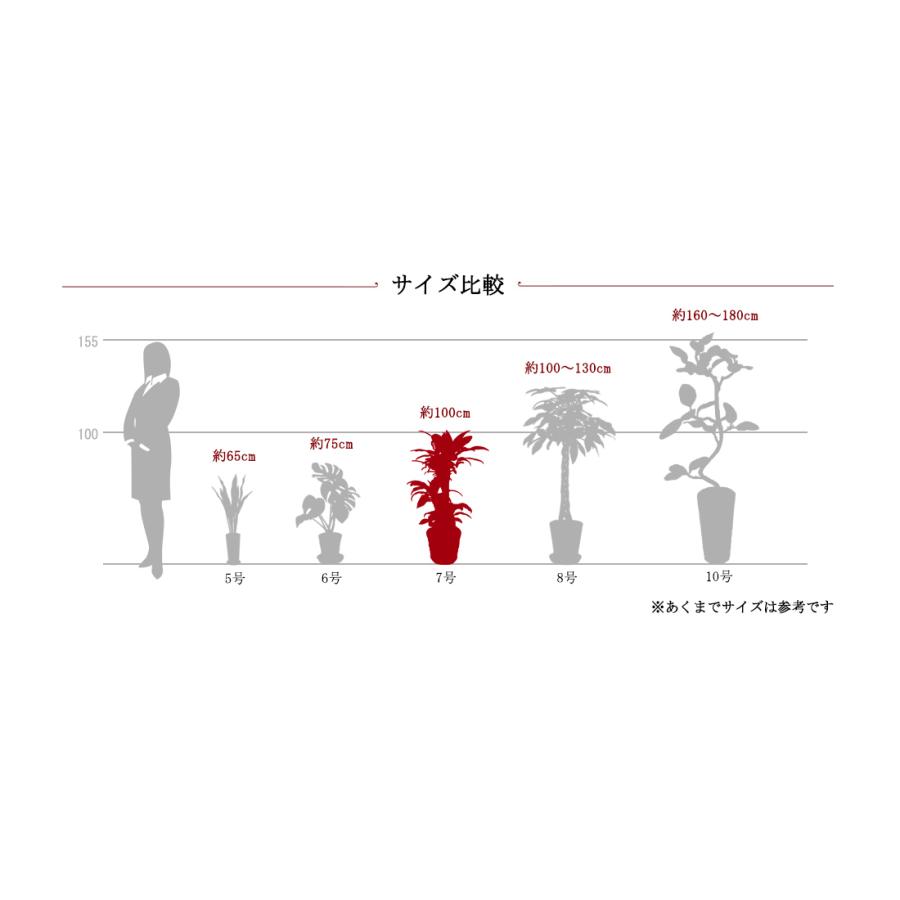 観葉植物 サンセベリア サンスベリア 7号 穴高陶器鉢 インテリア ギフト 育てやすい 定番 各種お祝いギフトに  おしゃれ 父の日 お中元｜hanazakari｜06