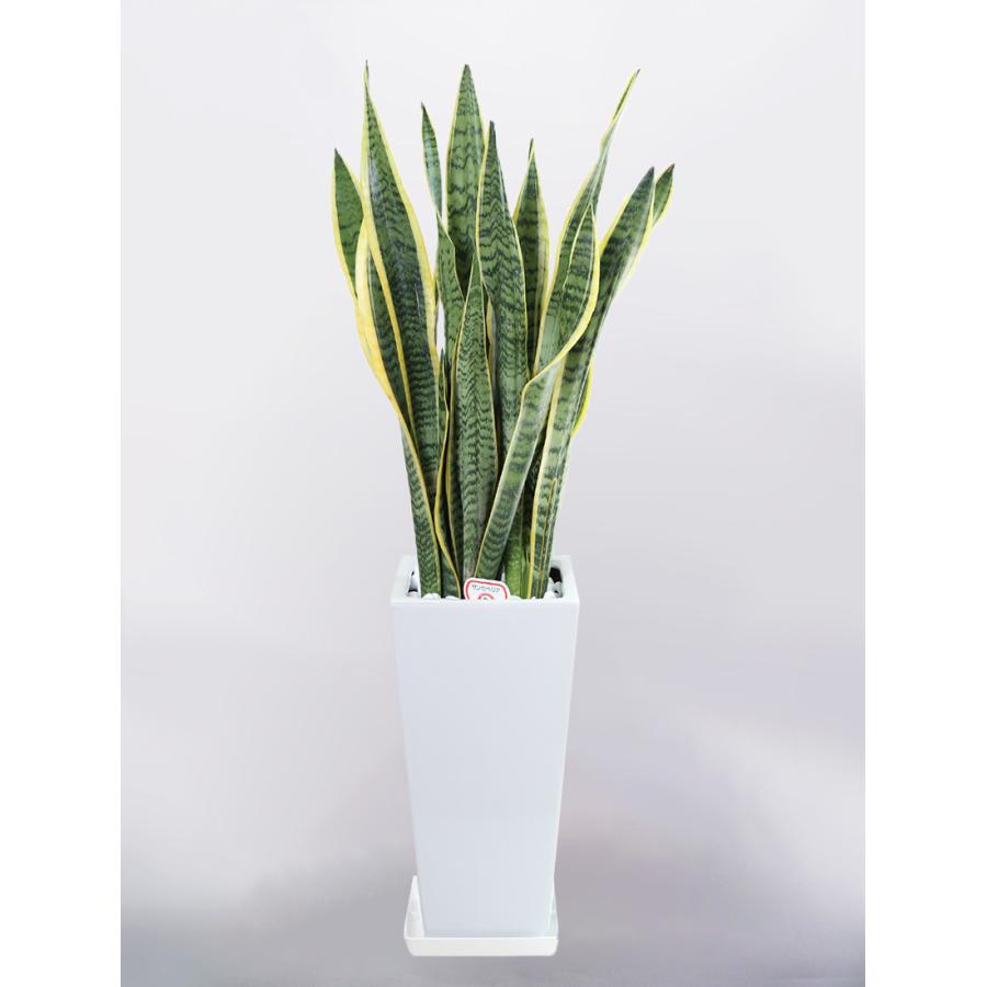 観葉植物 サンセベリア サンスベリア 7号 角高陶器鉢 インテリア