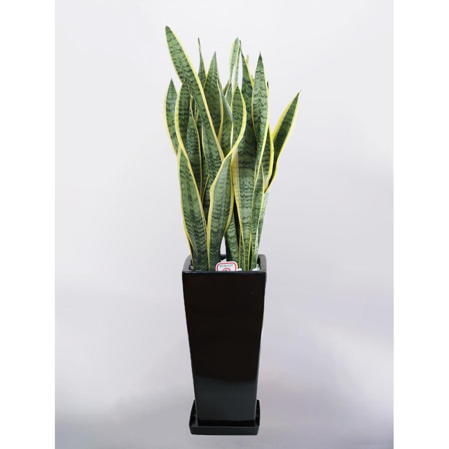 観葉植物 サンセベリア サンスベリア 7号 角高陶器鉢 インテリア