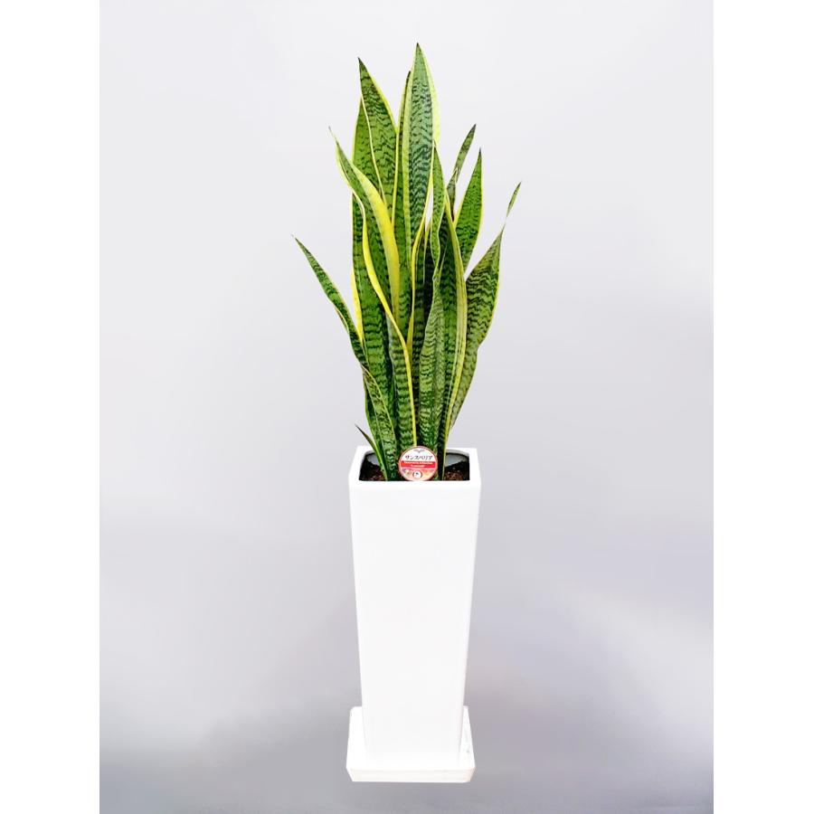 観葉植物 サンセベリア サンスベリア 7号 角高陶器スリム鉢 送料無料 Mm Sans07 006 花盛り 通販 Yahoo ショッピング