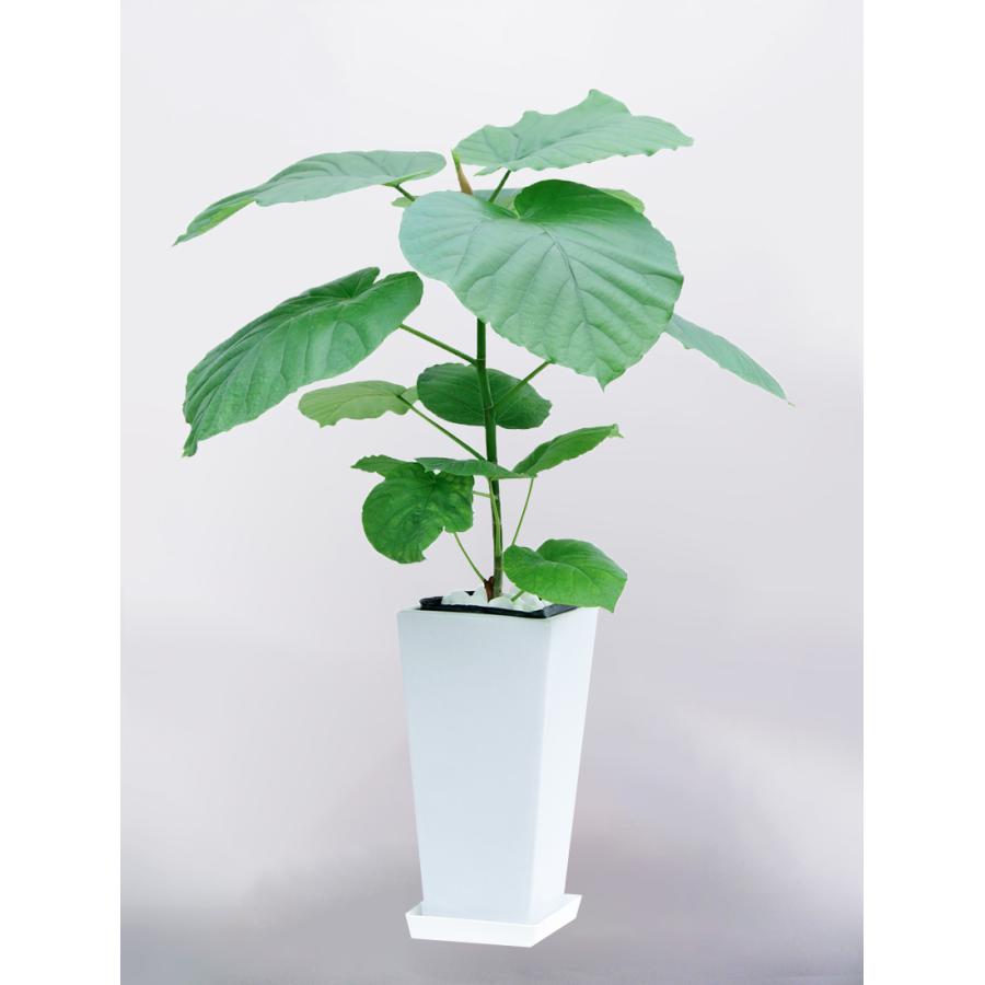 観葉植物 フィカスウンベラータ 6号 角高陶器鉢 インテリア ギフト 