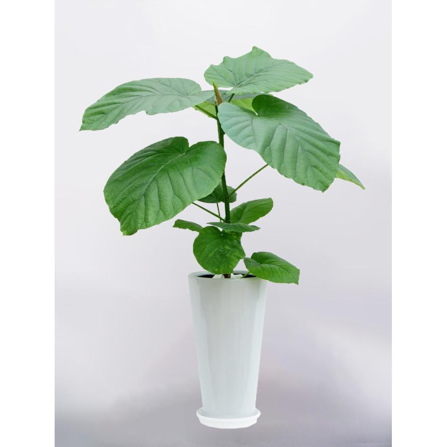 【現品・現地取り限定】フィカス ウンベラータ　超美品！希少！約200cm 現品・現地取り限定】フィカス ウンベラータ 超美品！希少！約200cm