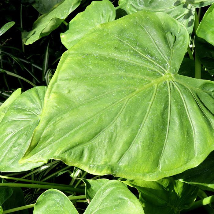 観葉植物 フィカスウンベラータ 6号 角プラスチック鉢 インテリア