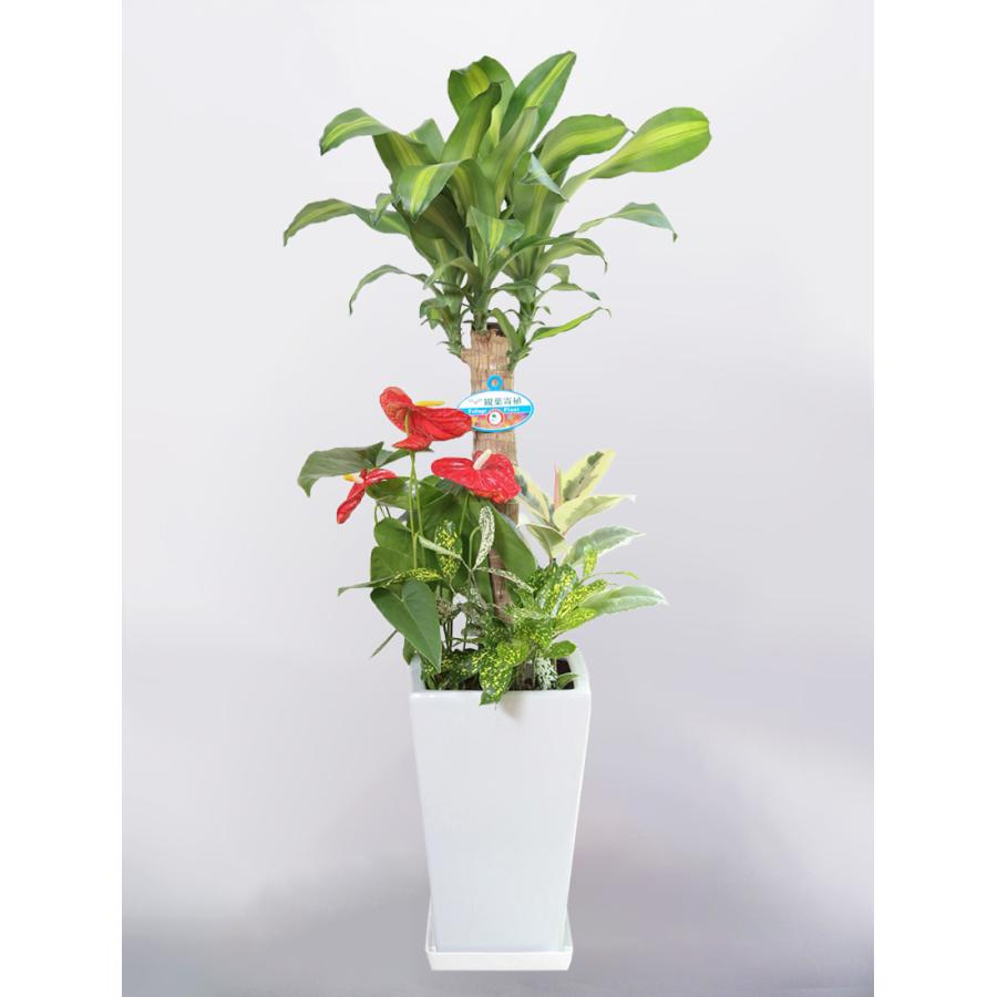 観葉植物 寄せ植え ドラセナマッサンゲアナ 幸福の木 7号 角陶器鉢 インテリア ギフト 育てやすい 引越 新築 開店 おしゃれ バレンタイン