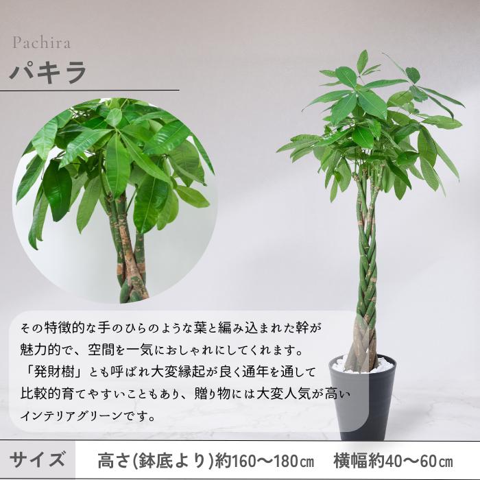 鉢と品種が選べる10号鉢 ドラセナ幸福の木／パキラ／ユッカ／ドラセナ